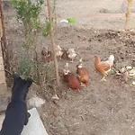 Vendégház Quinta Da Choupana