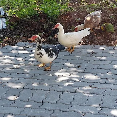 Pensión Quinta Da Choupana