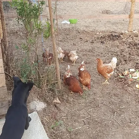 Pensjonat Quinta Da Choupana