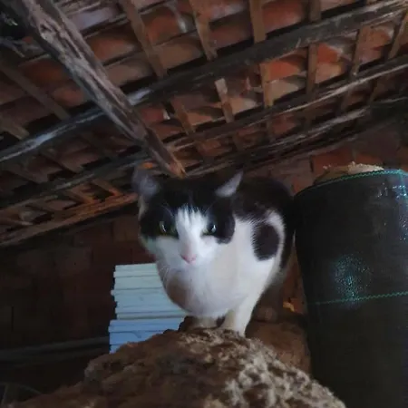 Quinta Da Choupana *