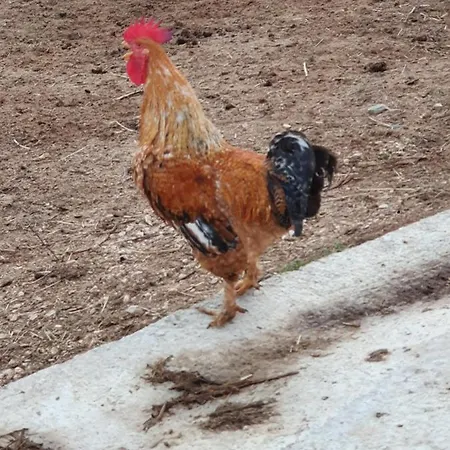 Quinta Da Choupana 托马尔