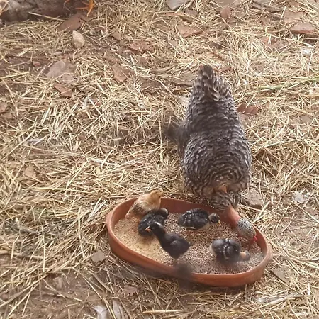 Quinta Da Choupana Gæstehus *