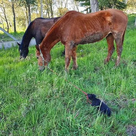 Quinta Da Choupana 招待所 *