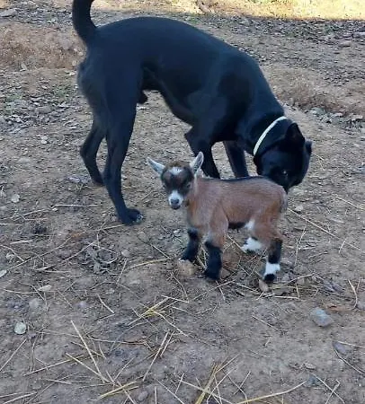 Quinta Da Choupana *