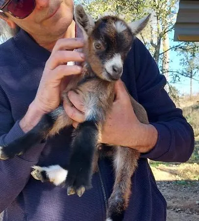 Quinta Da Choupana Pensión Tomar