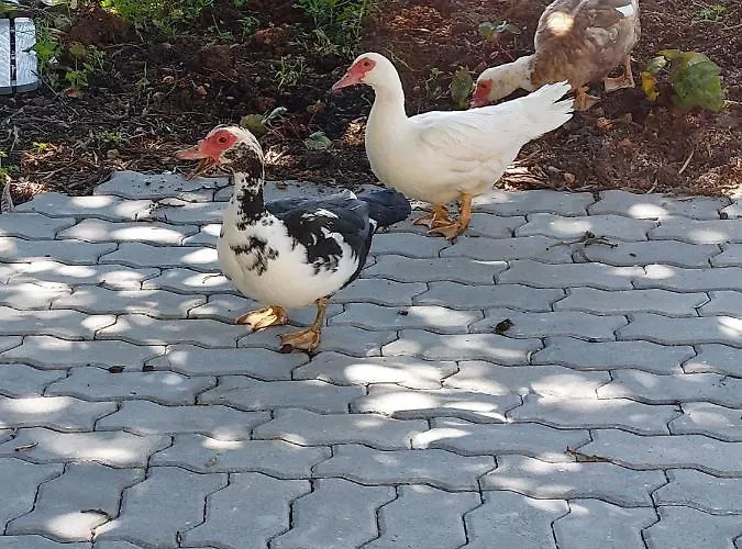 בית הארחה Quinta Da Choupana