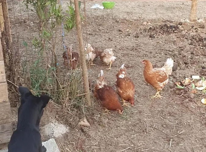 בית הארחה Quinta Da Choupana