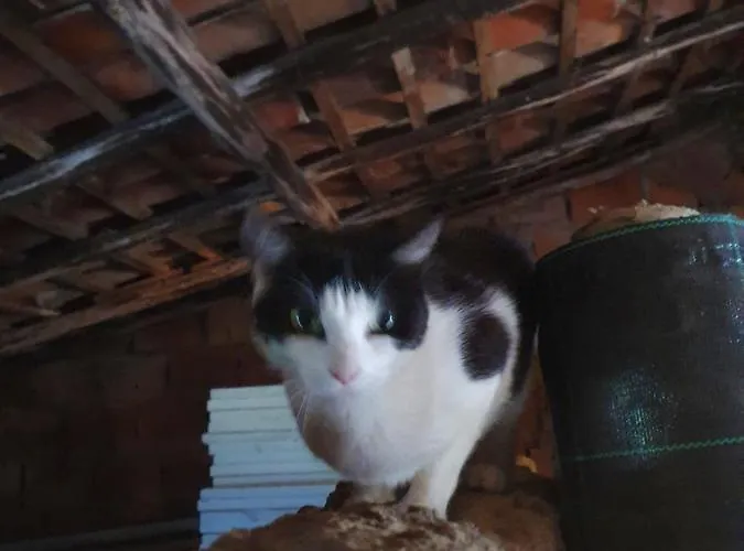 Quinta Da Choupana *