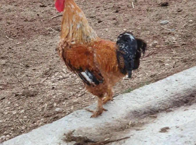 Quinta Da Choupana טומאר