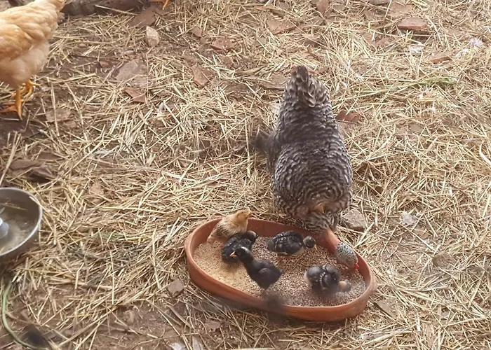 Quinta Da Choupana Casa de hóspedes *