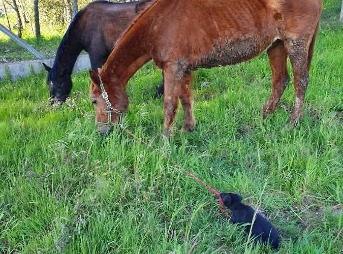Quinta Da Choupana Casa de hóspedes *