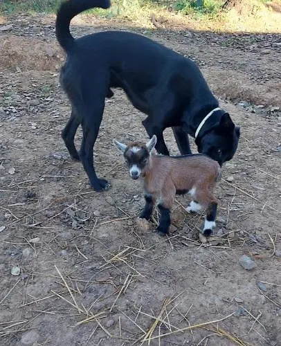 Quinta Da Choupana *